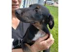 Adopt Thunder a Catahoula Leopard Dog / Labrador Retriever / Mixed dog in