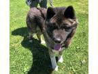 Adopt Kito a Gray/Silver/Salt & Pepper - with Black Akita dog in Bonita