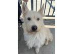 Adopt Hops a Tan/Yellow/Fawn Skye Terrier / Scottie, Scottish Terrier dog in