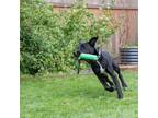Adopt Hank a Black - with White Labrador Retriever / Shepherd (Unknown Type) dog