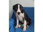 Adopt D pup- Jack a Terrier (Unknown Type, Medium) / Mixed dog in Warrenton