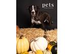 Adopt D pup- Noah a Terrier (Unknown Type, Medium) / Mixed dog in Warrenton