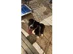 Adopt D pup- Brook a Terrier (Unknown Type, Medium) / Mixed dog in Warrenton