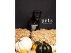 Adopt D pup- Autumn a Terrier (Unknown Type, Medium) / Mixed dog in Warrenton