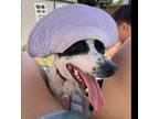 Adopt Archie - DD a Rat Terrier / Mixed dog in Columbia, TN (40631361)