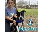Adopt Maralyn Love a Black Boxer dog in Bellingham, WA (41258362)