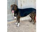 Adopt Hannibal/Axel a Border Collie / Shepherd (Unknown Type) / Mixed dog in
