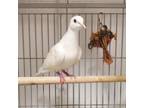 Adopt Ellie May a White Other/Unknown / Other/Unknown / Mixed bird in Hilliard