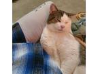 Adopt Eli a Gray, Blue or Silver Tabby Domestic Shorthair / Mixed (short coat)