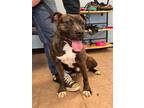 Adopt Clark a American Pit Bull Terrier / Mixed dog in Marion, OH (39790086)