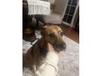 Adopt Brie a Brown/Chocolate Mutt / Mixed dog in Medina, OH (41059381)