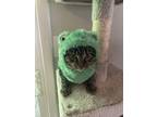 Adopt Swann a Brown Tabby Domestic Shorthair / Mixed (short coat) cat in Cary
