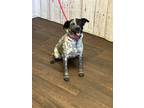 Adopt Nancy a Black - with White Blue Heeler dog in Opelousas, LA (41286800)