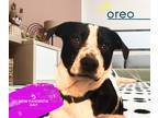 Adopt Oreo a White - with Black Labrador Retriever / Border Collie dog in Emory