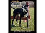 Adopt Gus a Black - with White Labrador Retriever / American Staffordshire