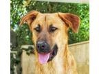 Adopt Leo (Mid-East) ST a Labrador Retriever / Shepherd (Unknown Type) dog in