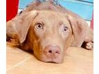 Adopt Ramo (Middle East, ST) a Brown/Chocolate - with White Vizsla / Labrador