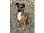 Adopt Todd a Catahoula Leopard Dog / Labrador Retriever / Mixed dog in Ocala