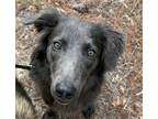 Adopt Dorito a Gray/Blue/Silver/Salt & Pepper Border Collie / Mixed dog in