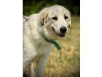 Adopt Hope a Great Pyrenees / Mixed dog in Henderson, KY (41286547)