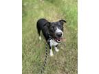 Adopt Cookie a Black - with White Bull Terrier / Border Collie / Mixed dog in