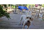 Adopt Coco a White Poodle (Miniature) / Mixed dog in San Dimas, CA (41286394)