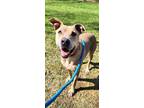 Adopt Kiya Lizman a Terrier (Unknown Type, Medium) / Labrador Retriever / Mixed