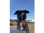 Adopt Tinga a Brindle - with White Anatolian Shepherd / Shepherd (Unknown Type)