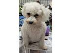 Adopt Ramona Quimby a White Bichon Frise / Mixed dog in Mukwonago, WI (40404661)