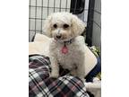 Adopt Judy Moody a White Bichon Frise / Mixed dog in Mukwonago, WI (40404662)
