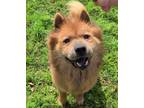 Adopt Simon a Red/Golden/Orange/Chestnut Chow Chow / Mixed dog in Houston