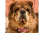 Adopt Farfal a Red/Golden/Orange/Chestnut - with Black Chow Chow / Shar Pei /