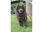 Adopt Little Gloria a Gray/Blue/Silver/Salt & Pepper Chow Chow / Mixed dog in