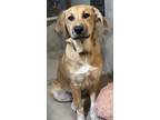 Adopt COBINA a Brown/Chocolate - with White German Shepherd Dog / Labrador