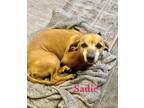 Adopt SADIE a Tan/Yellow/Fawn Chiweenie / Mixed dog in Mandeville, LA (41285980)