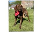 Adopt Laverne a Brindle Plott Hound dog in Maryville, TN (41234272)