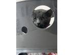 Adopt November a Gray or Blue Domestic Shorthair / Russian Blue / Mixed (short