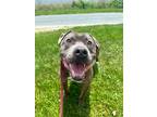 Adopt Marko a American Pit Bull Terrier / Mixed Breed (Medium) / Mixed dog in