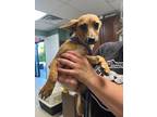 Adopt Braxton - Adoptable a Rat Terrier / Mixed Breed (Medium) / Mixed dog in