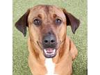 Adopt Coco a Black - with Brown, Red, Golden, Orange or Chestnut Hound (Unknown