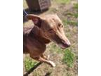 Adopt Maxi a Brown/Chocolate Belgian Malinois / Labrador Retriever / Mixed dog