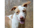 Adopt Thylane a White Hound (Unknown Type) / Mixed Breed (Medium) / Mixed (short