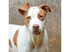 Adopt Celadine a White Hound (Unknown Type) / Mixed Breed (Medium) / Mixed