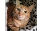 Adopt (Orphan) Bitsy a Orange or Red Tabby Domestic Shorthair cat in Calistoga