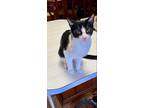 Adopt SOCKS a Black & White or Tuxedo American Shorthair / Mixed (short coat)