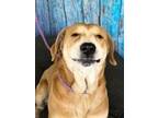 Adopt Bear a Red/Golden/Orange/Chestnut - with White Great Pyrenees / Mixed dog