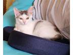 Adopt LAUREL a White (Mostly) American Shorthair / Mixed (short coat) cat in
