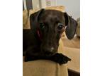 Adopt Noah a Brown/Chocolate - with Black Dachshund / Mixed dog in Humble