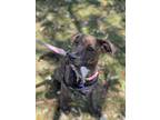 Adopt Matcha a Brindle Plott Hound / Mixed dog in San Diego, CA (41096024)