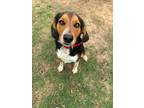 Adopt Barney a Tricolor (Tan/Brown & Black & White) Beagle / Australian Shepherd